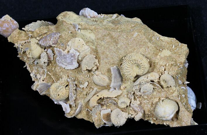 Exquisite Miniature Ammonite Fossil Cluster - France #31590